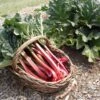 Crimson Cherry Rhubarb -JulboCorona Trees Store crimson cherry rhubarb bundle of 2