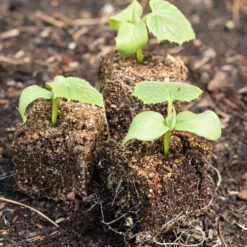 Ladbrooke Soil Blocker - 2" Blocker (4 Blocks) -JulboCorona Trees Store crock 0071 1