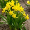 "Tete -a- Tete" Daffodil Bulbs (Pack Of 25)
