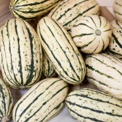Delicata Winter Squash Seeds (Organic) -JulboCorona Trees Store delicata a 1