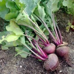 Detroit Dark Red Beet Seeds (Organic) -JulboCorona Trees Store detroit dark red 1