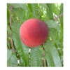 Diamond Princess Peach Tree -JulboCorona Trees Store diamond princess peach B