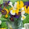 Iris Hollandica Blend (Pack Of 30) -JulboCorona Trees Store dutch iris blend