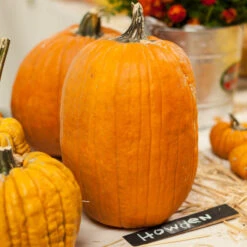 Howden Pumpkin Seeds (Organic) -JulboCorona Trees Store expo 0172 1