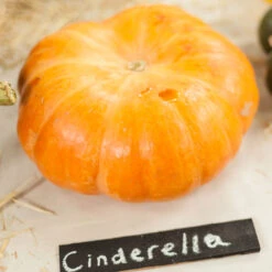 Cinderella Pumpkin Seeds (Organic) -JulboCorona Trees Store expo 0236