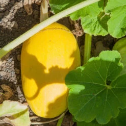 Spaghetti Winter Squash Seeds (Organic) -JulboCorona Trees Store fl 0029 1