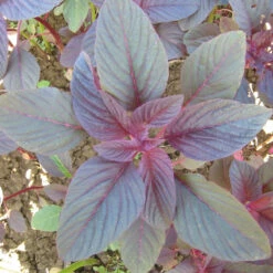 Red Amaranth Greens Seeds (Organic) -JulboCorona Trees Store flower amaranth garnet stem 1