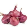 Onion Sets Dutch - Red Baron (Pack Of 75) -JulboCorona Trees Store fp070 web 1 1 a374795c da90 4489 affe e5cd74e6f79f