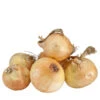 Onion Sets Dutch - Yellow Stuttgarter (Pack Of 75) -JulboCorona Trees Store fp080 web 1 c4b2e6fc 6d61 4d91 b2cd 90cf44ec0ee2