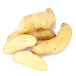 Fall-Planted Organic Austrian Crescent Fingerling Seed Potatoes (lb)