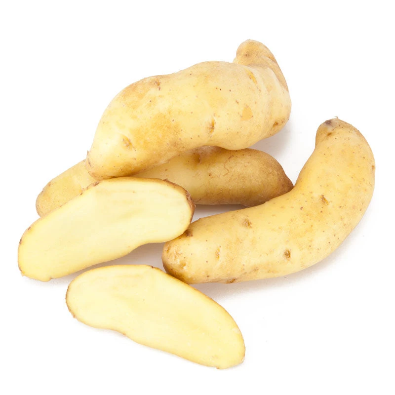 Fall-Planted Organic Austrian Crescent Fingerling Seed Potatoes (lb) 3 Fall-Planted Organic Austrian Crescent Fingerling Seed Potatoes (lb)