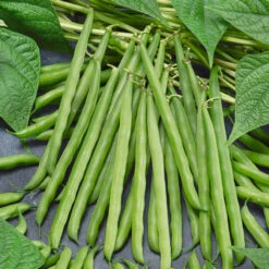 French Garden Bean Seeds (Organic) -JulboCorona Trees Store french bean 1