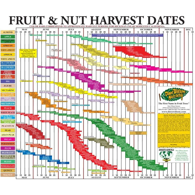 Fruit Tree Harvest Chart 3 Fruit Tree Harvest Chart