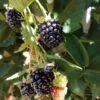 Blackberry - Chester (Thornless) 1 Blackberry - Chester (Thornless) -JulboCorona Trees Store fv303 web