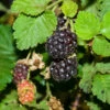 Boysenberry -JulboCorona Trees Store fv324 web