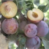 Geo Pride Plumcot Tree -JulboCorona Trees Store geo pride plumcot B