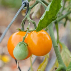Gold Nugget Tomato Seeds (Organic) -JulboCorona Trees Store gold nugget 1 1 1
