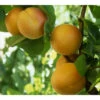 Golden Sweet Apricot Tree -JulboCorona Trees Store golden sweet apricot B