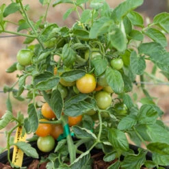 Red Grape Riesenstraube Cherry Tomato Seeds (Organic) -JulboCorona Trees Store grape riensenstraube 1 5