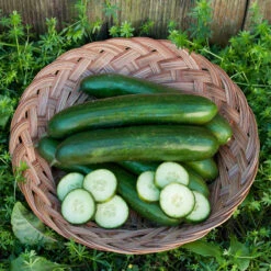Green Finger Cucumber Seeds (Organic) -JulboCorona Trees Store green finger cucumber 028 web