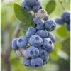 Organic Blueberry Gupton (Ea) -JulboCorona Trees Store gupton blueberry BYB
