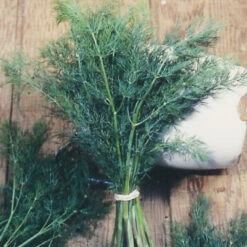 Organic Dill, Mammoth -JulboCorona Trees Store herb dill mammoth