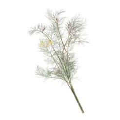 Organic Fennel, Bronze -JulboCorona Trees Store herb fennel bronze