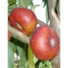 Honey Halo Nectarine Tree -JulboCorona Trees Store honey halo nectarine B