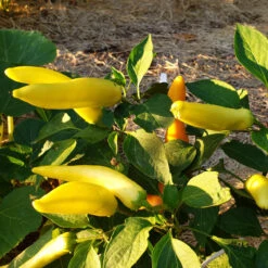 Hot Hungarian Hot Wax Pepper Seeds (Organic) -JulboCorona Trees Store hungarian hot wax pepper SF