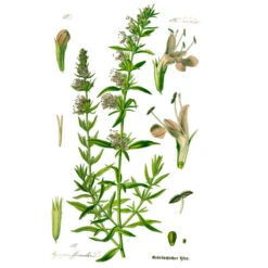 Strictly Medicinal Organic Hyssop, Official -JulboCorona Trees Store hyssopus officinalis0