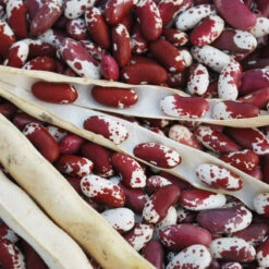 Jacob's Cattle Bush Bean Seeds (Organic) -JulboCorona Trees Store jacobs cattle asta2 web