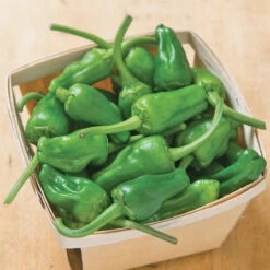 Padron Pepper Seeds (Organic) -JulboCorona Trees Store jsspadron.cat web