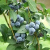 Organic Blueberry Legacy (Ea) -JulboCorona Trees Store legacy blueberry BYB