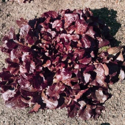 Red Oakleaf Lettuce Seeds (Organic) -JulboCorona Trees Store lettuce red oakleaf