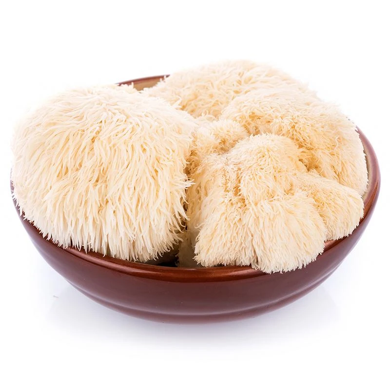 Lion's Mane Mushroom Kit 3 Lion's Mane Mushroom Kit