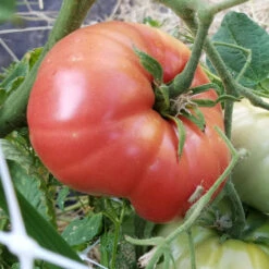 Mortgage Lifter Tomato Seeds (Organic) -JulboCorona Trees Store mortgage lifter web