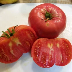 Mortgage Lifter Tomato Seeds (Organic) -JulboCorona Trees Store mortgage lifter web sliced