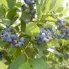 Organic Blueberry O'Neal (Ea) -JulboCorona Trees Store oneal blueberry BYB