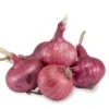 Onion Sets - Red -JulboCorona Trees Store onion sets red karmen 60 pack