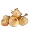 Onion Sets - Yellow -JulboCorona Trees Store onion sets yellow stuttgarter 60 pack