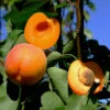 Orange Knockout Apricot Tree -JulboCorona Trees Store orange knockout apricot B
