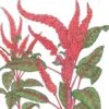 Organic Amaranth, Burgundy (1 Oz) -JulboCorona Trees Store organic amaranth burgundy 1 oz