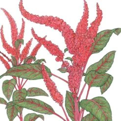 Organic Amaranth, Burgundy (1 Oz)