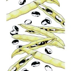 Organic Bean, Bush Orca (1/2 Lb)