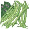 Organic Bean, Bush Tendergreen (1/2 Lb) -JulboCorona Trees Store organic bean bush tendergreen 1 2 lb