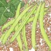 Organic Bean, Pinto (1/2 Lb) -JulboCorona Trees Store organic bean pinto 1 2 lb