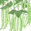 Organic Bean, Pole Italian Snap (1/2 Lb) -JulboCorona Trees Store organic bean pole italian snap 1 2 lb
