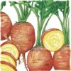 Organic Beet, Golden Detroit (1 Oz) -JulboCorona Trees Store organic beet golden detroit 1 oz