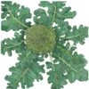 Organic Broccoli, Di Cicco (1/4 Lb) -JulboCorona Trees Store organic broccoli di cicco 1 4 lb