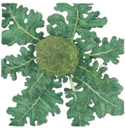 Organic Broccoli, Di Cicco (1/4 Lb)